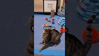 Why Do Cats Like Catnip 🐱🌿 shorts shortvideo animals animalfacts pet cat catlover [upl. by Doroteya]