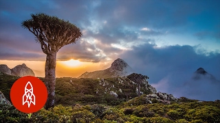 The Alien Beauty of Socotra Island [upl. by Madlen]