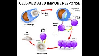 Microbiology of Cell Mediated Immunity [upl. by Burack]