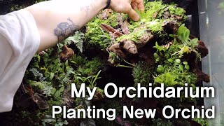 My Orchidarium Planting New Orchid  오키다리움에 새로운 난초 심기  VLOG [upl. by Aisha]