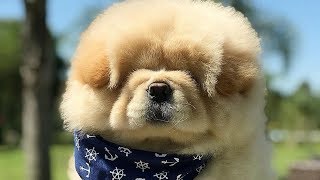 Cute Chow Chow  Chow Chow Puppy  Chow Chow  Chow Chow Dogs compilation 2 [upl. by Ahsina]