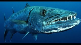 Facts The Great Barracuda [upl. by Rusel175]