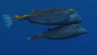 Underwater Mating  Battle of the Sexes in the Animal World  BBC Earth [upl. by Murat]