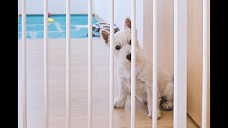 How To Help Your Dog With Separation Anxiety  PART 3  Zero to HomeAlone Hero [upl. by Lledroc926]