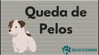 Problemas de Pele e Pelagem nos Cães Queda Excessiva shampoo  Dica do Veterinário [upl. by Elisabetta862]