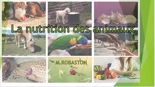 5ème La nutrition des animaux [upl. by Naga]