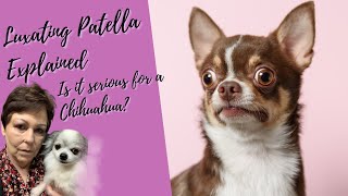 Luxating Patella In Chihuahuas Explained [upl. by Adaliah]