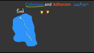 Cohesion and Adhesion [upl. by Naniac]