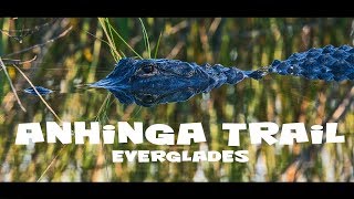 Bird and Wildlife photography at Anhinga trail Everglades Florida [upl. by Wendin767]