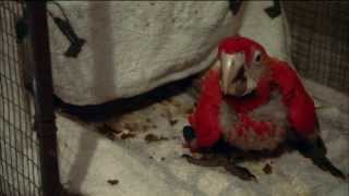 Meet Scarlet Macaw Geoffrey  Parrot Confidential  Nature on PBS [upl. by Boorer]