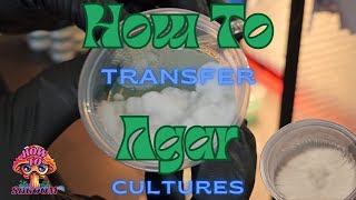 Strengthen Your Mushroom Strain Using This Agar Transfer Method [upl. by Nonie]