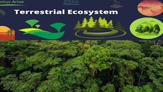 Terrestrial ecosystem in Urdu  Hindi  Lecture no  37 [upl. by Hgielac619]