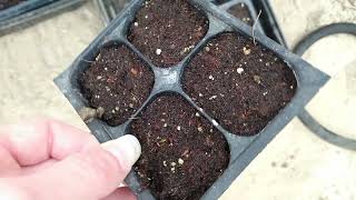 How To Start Bupleurum From Seed amp Seedlings Update [upl. by Ardie]