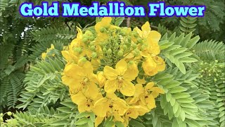 🔴The Life Cycle of GOLD MEDALLION TREE FLOWER｜Cassia Leptophylla｜BIG YELLOW BLOOMS [upl. by Baudoin]