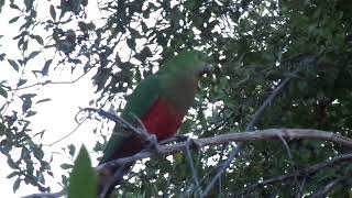 Backyard Birds In Canberra  Female King Parrot 2024 [upl. by Nannie]