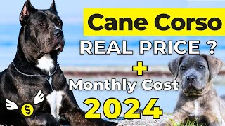 Cane Corso Price In India 2024  Cane Corso Price and Monthly Expenses [upl. by Arlena]