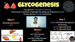 Glycogenesis  Biochemistry  Tamil  Insulin  Glycogen  Glucose  Diabetes Biology ThiNK VISION [upl. by Marena]