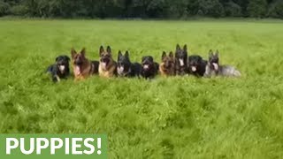 Nine well disciplined dogs excitedly rush trainer [upl. by Nylesaj]