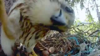 FALCON ATTACK NESTCAM  Merlin Falcon Family Part 13 [upl. by Rissa]