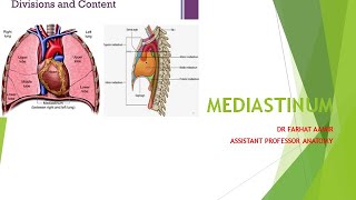 Mediastinum Anatomy [upl. by Odnarb130]