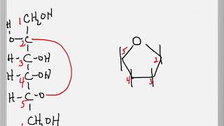 Cyclization of a Sugar to Form a Furanose Ring [upl. by Ardis]