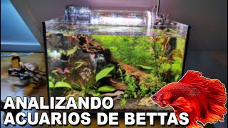 🕵️ Acuarios de Suscriptores Nº17  Especial Acuarios de Bettas 🐠 [upl. by Nanreik974]