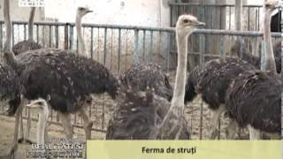 Ferma de struti [upl. by Mable]