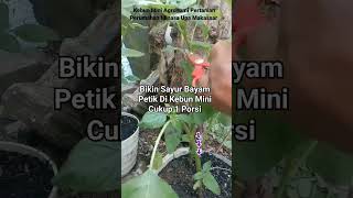 Petik Sayur quotBAYAM SEGARquot di Kebun Mini Agronom Pertanian Shorts [upl. by Eillim]