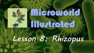 Microworld Illustrated Lesson 8 Rhizopus [upl. by Ennail]