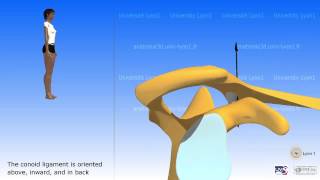 Arthrology of the acromioclavicular joint [upl. by Agathy]