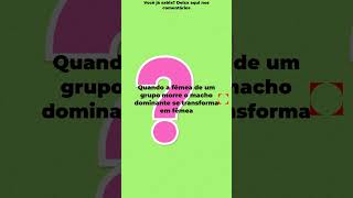 Curiosidades Comportamentos Inusitados Animais Marinhos Psicologia  021024 curiosidades [upl. by Heath304]