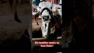 Vaca comendo silagem de milho na festa  Fazenda sesmaria [upl. by Damara]