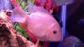 Freshwater 55 Gallon Aquarium  Beautiful Gold Severums [upl. by Sllew]