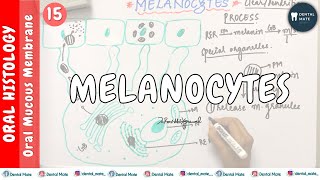 Melanocytes  Nonkeratinocytes  OMM  Dr Paridhi Agrawal [upl. by Eneluqcaj]