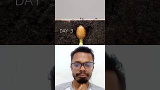 Amendoim Time Lapse shorts plants farming agriculture timelapse [upl. by Anaid]