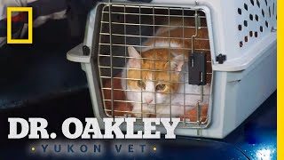 Treating a Coughing Cat  Dr Oakley Yukon Vet [upl. by Ettezel]