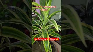 Best 3 Ornamental Plant🌱 shortvideo viralvideo garden ornamentalplants nature indoorplants [upl. by Sabu]