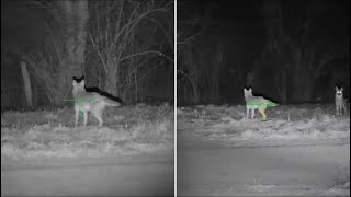 ATN Xsight 4K PRO 5x20 VS 3x14 Field of view Coyote cannon IR  75 yards [upl. by Lahtnero]