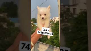 Spitz puppies for sale in delhi ncr beach music edm spitz softpaws lovepup puppypic [upl. by Ahsyt212]