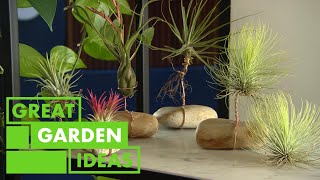 How to Grow and Care For Air Plants  GARDEN  Great Home Ideas [upl. by Naghem768]