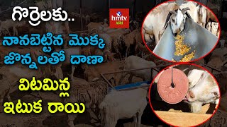 గొర్రెల్లో మాంసం ఉత్పత్తి పెరగాలంటే Sheep Farming Methods  hmtv Agri [upl. by Thomasina]