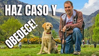 Cómo EMPEZAR a entrenar a mi PerroCachorro  Adiestramiento Canino [upl. by Thisbe186]