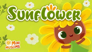 Muslim Songs For Kids 🌻 Sunflower ☀️ MiniMuslims [upl. by Amak]