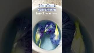 Extract Pigment ll Release Pigment From Butterfly Pea ll pigmentation extraction release flowers [upl. by Sankaran512]