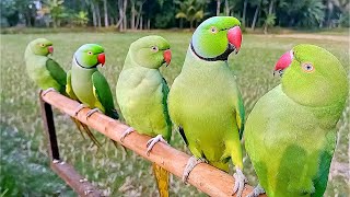 Parrot Sounds  Parrot Talking  Parrot Voice [upl. by Peterman]