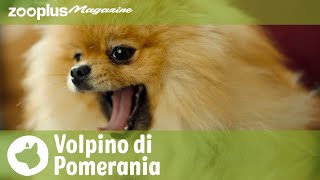 Il Volpino di Pomerania carattere esigenze amp cura del pelo [upl. by Donatelli]