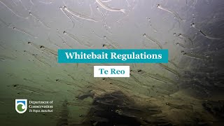 Regulations for Whitebaiting Te Reo [upl. by Tobi896]