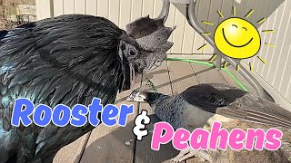 😆😂 The rooster is trying very hard to socialize with the peahens [upl. by Grata]