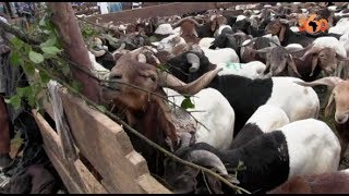 Le360ma • Côte dIvoire entre 120 000 et 150 000 moutons pou Abidjan [upl. by Annairt]