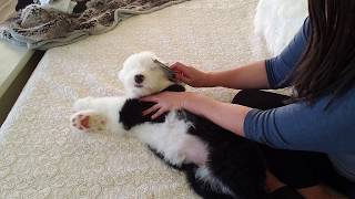 How to get a Puppy comfortable being groomed  My Old English Sheepdog puppy Gracyn [upl. by Niran]